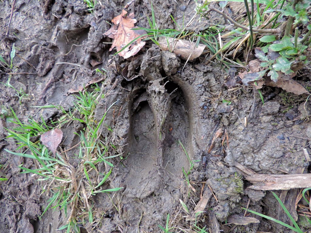Wild zwijn [11617] 19-okt-2014 (Bentheimerwald, Bad Bentheim)-pootafdruk.jpg - Wild Zwijn [Sus scrofa]